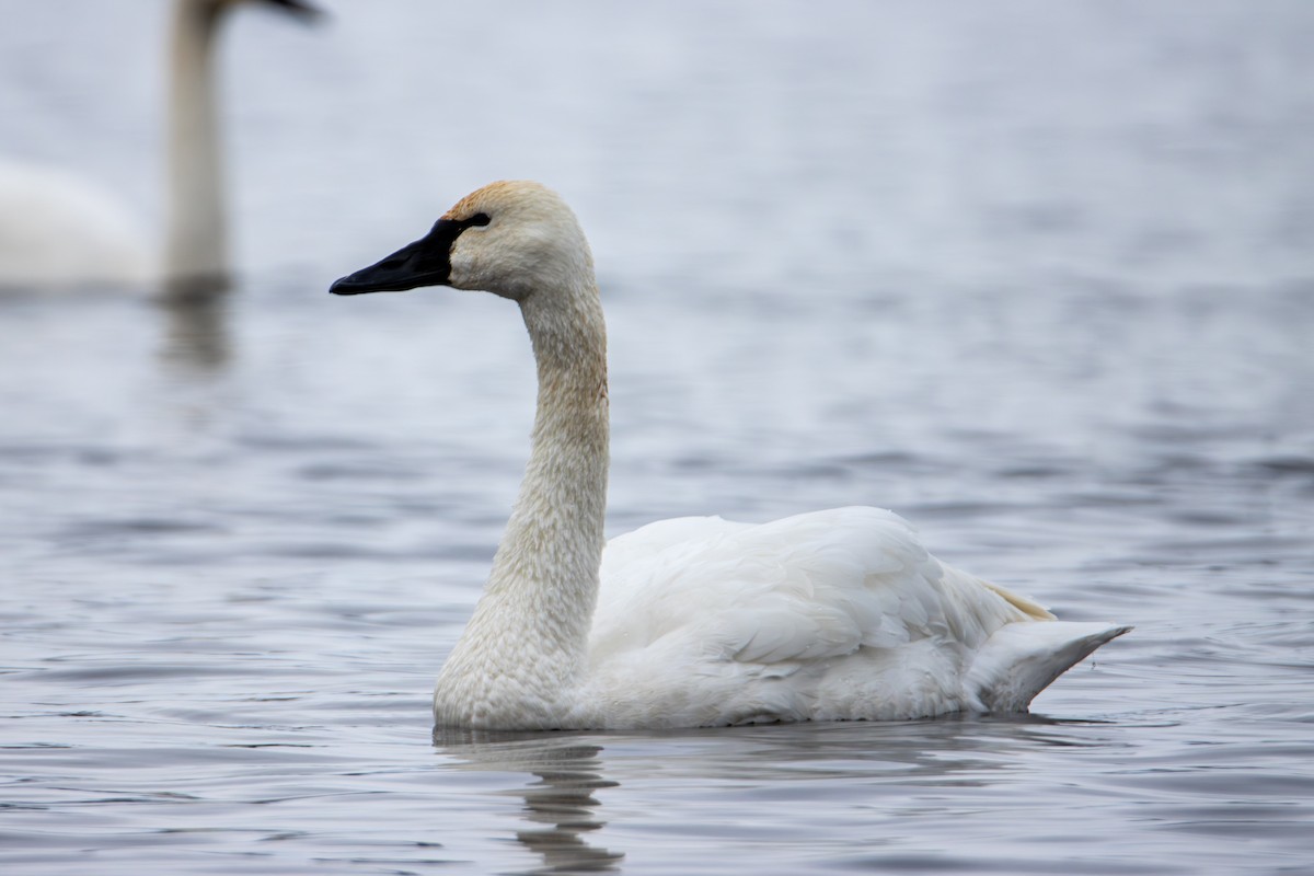 Tundra Swan - ML646613690