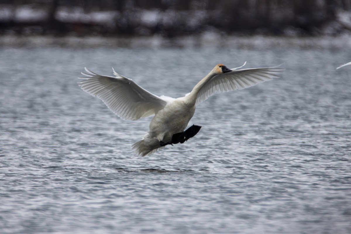 Tundra Swan - ML646613691