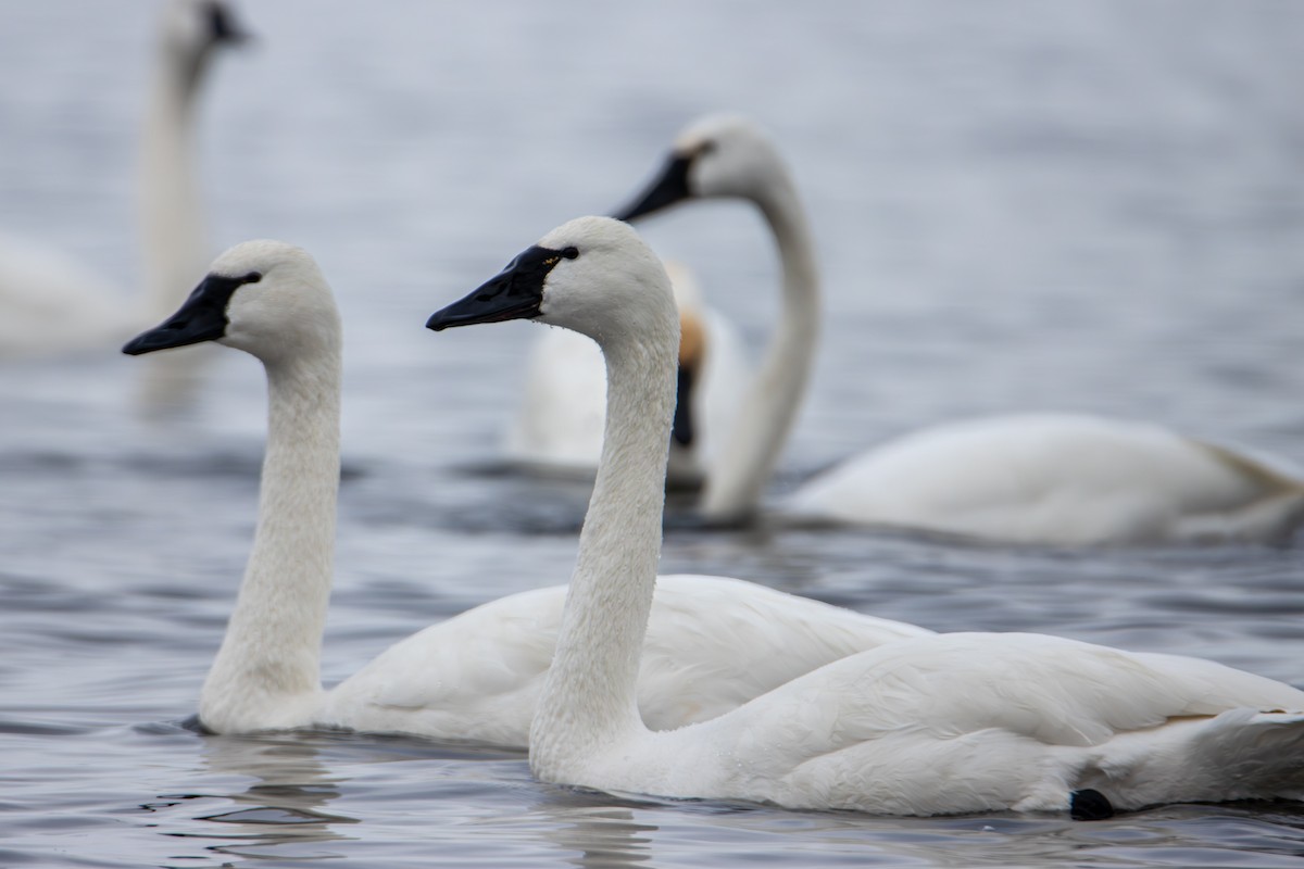 Tundra Swan - ML646613692