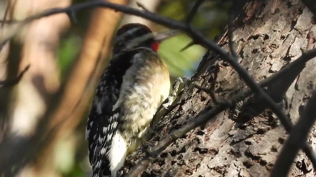 Yellow-bellied Sapsucker - ML646613693