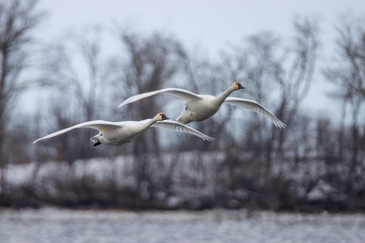 Tundra Swan - ML646613694