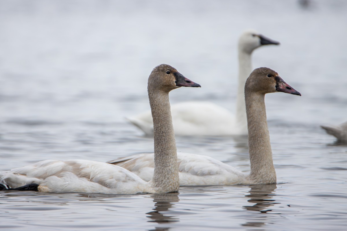 Tundra Swan - ML646613695