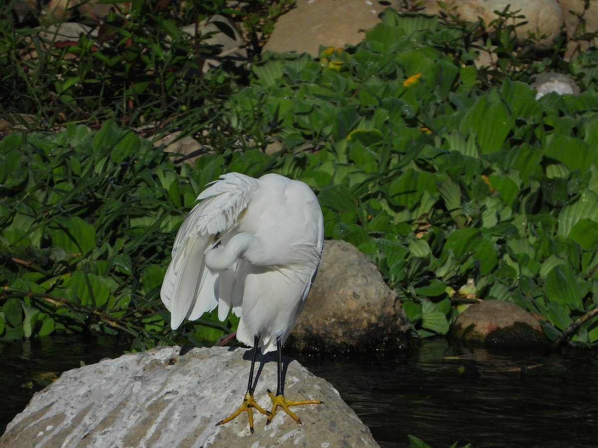 Little Egret - ML646613698