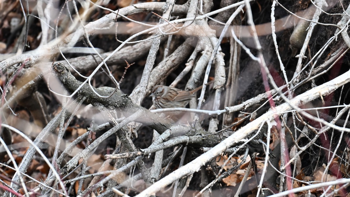 Song Sparrow - ML646613701