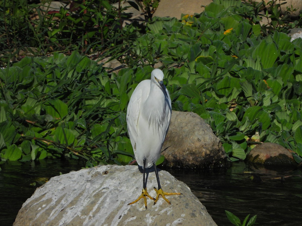 Little Egret - ML646613702