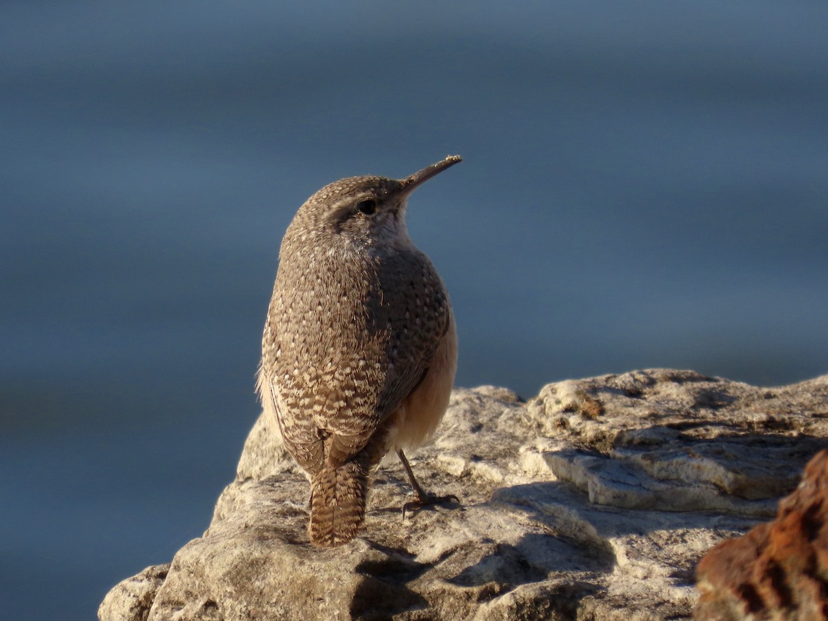 Rock Wren - ML646613703