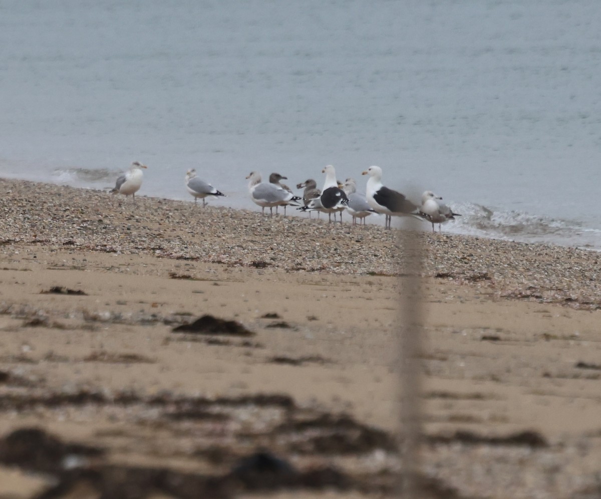 Great Black-backed Gull - ML646613704