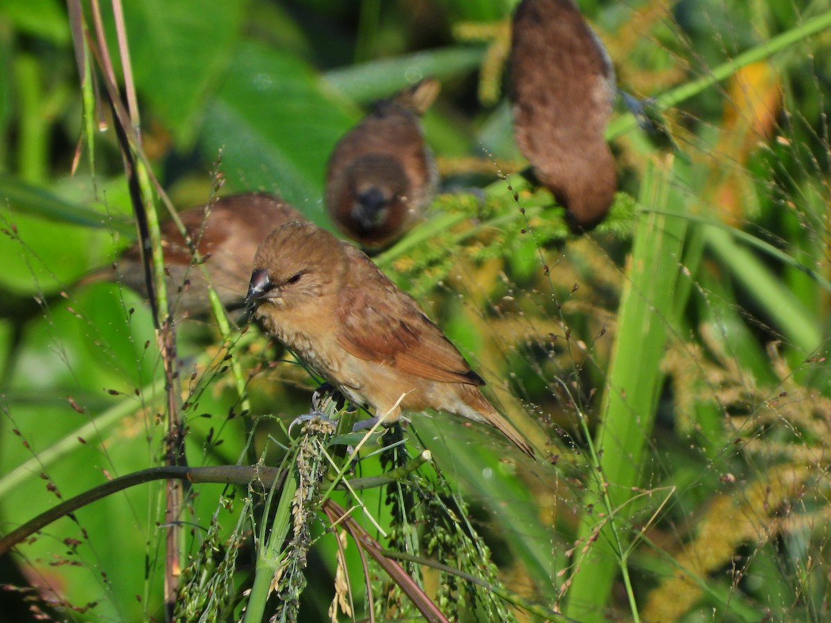 Scaly-breasted Munia - ML646613705