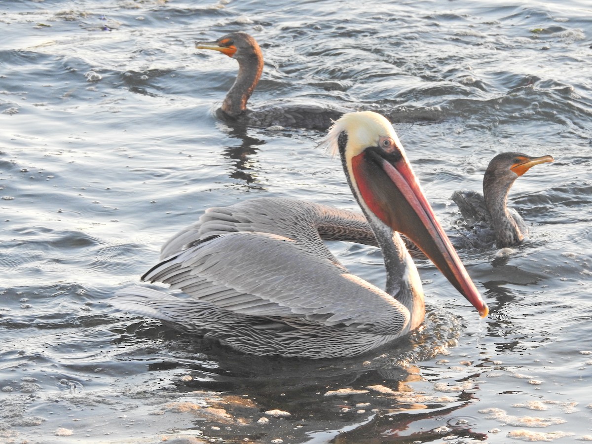 Brown Pelican - ML646613706
