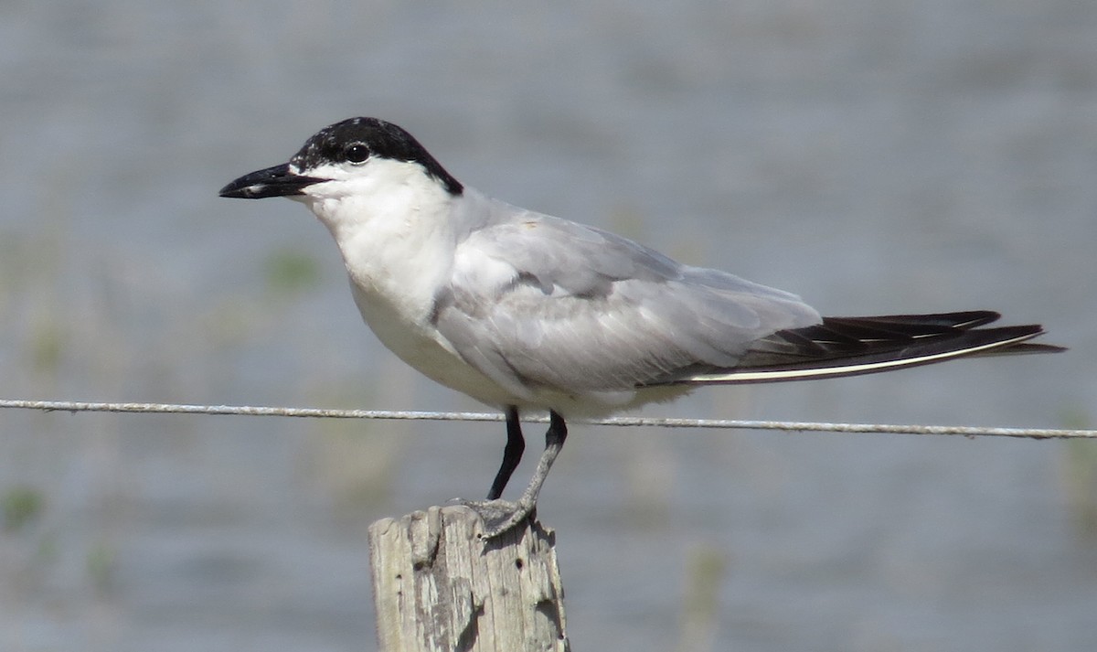 Gull-billed Tern - ML646613707