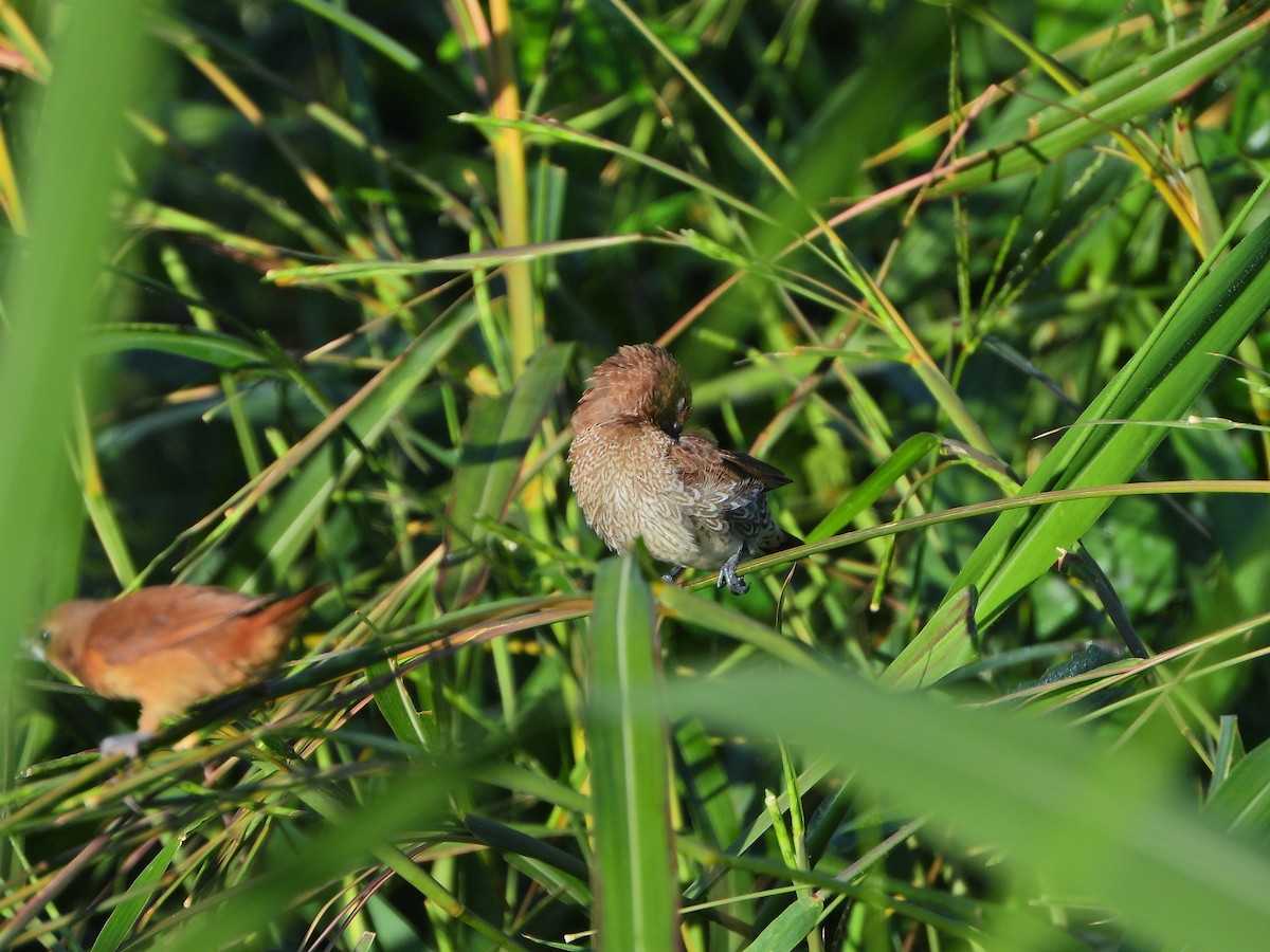 Scaly-breasted Munia - ML646613708
