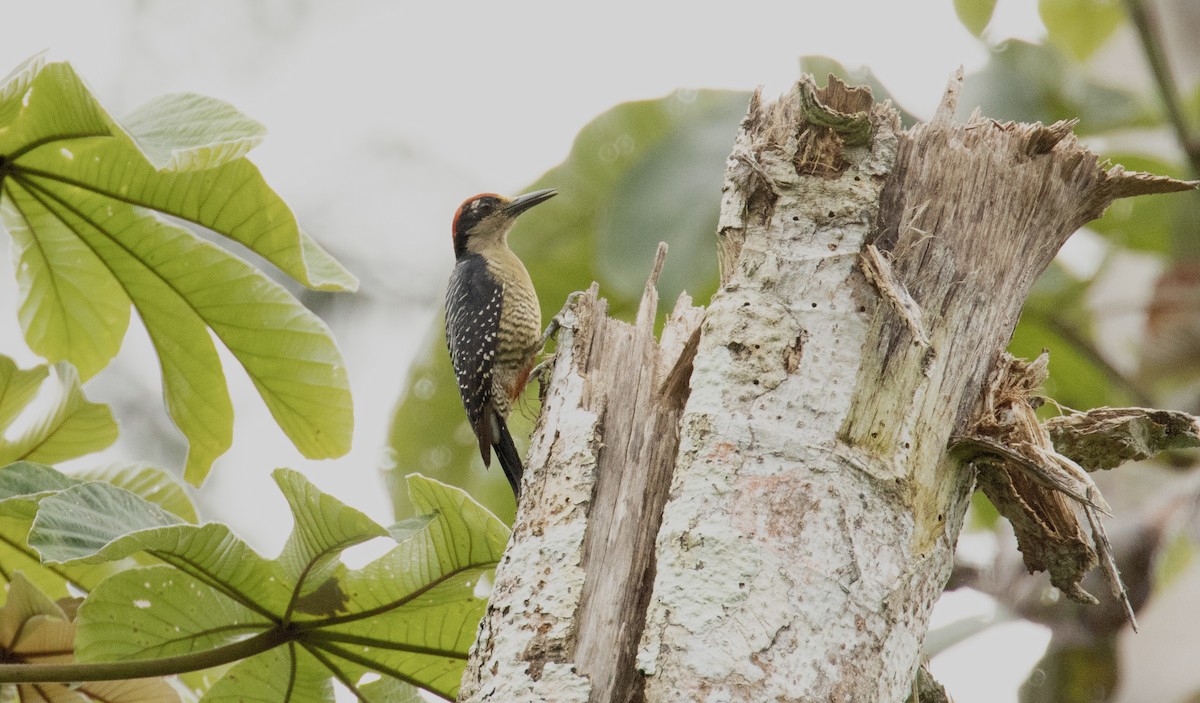 Black-cheeked Woodpecker - ML646613709