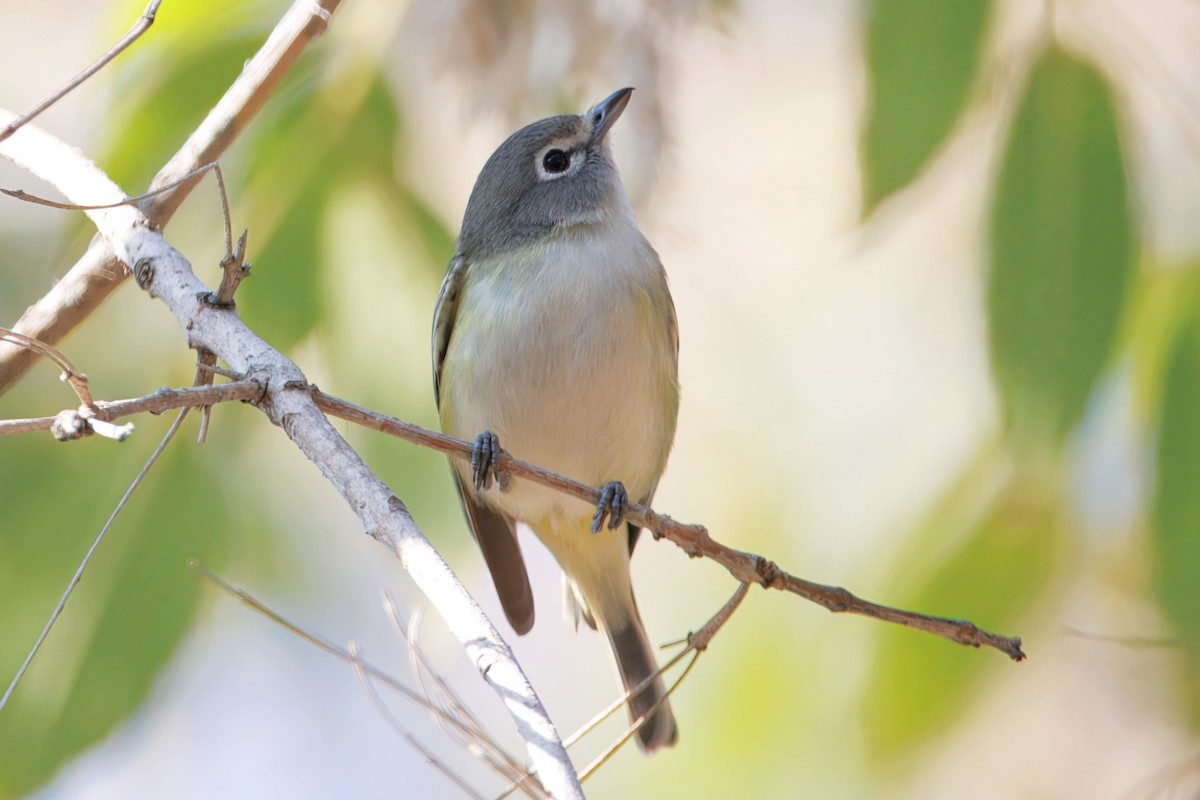 Vireo Solitario - ML646613714