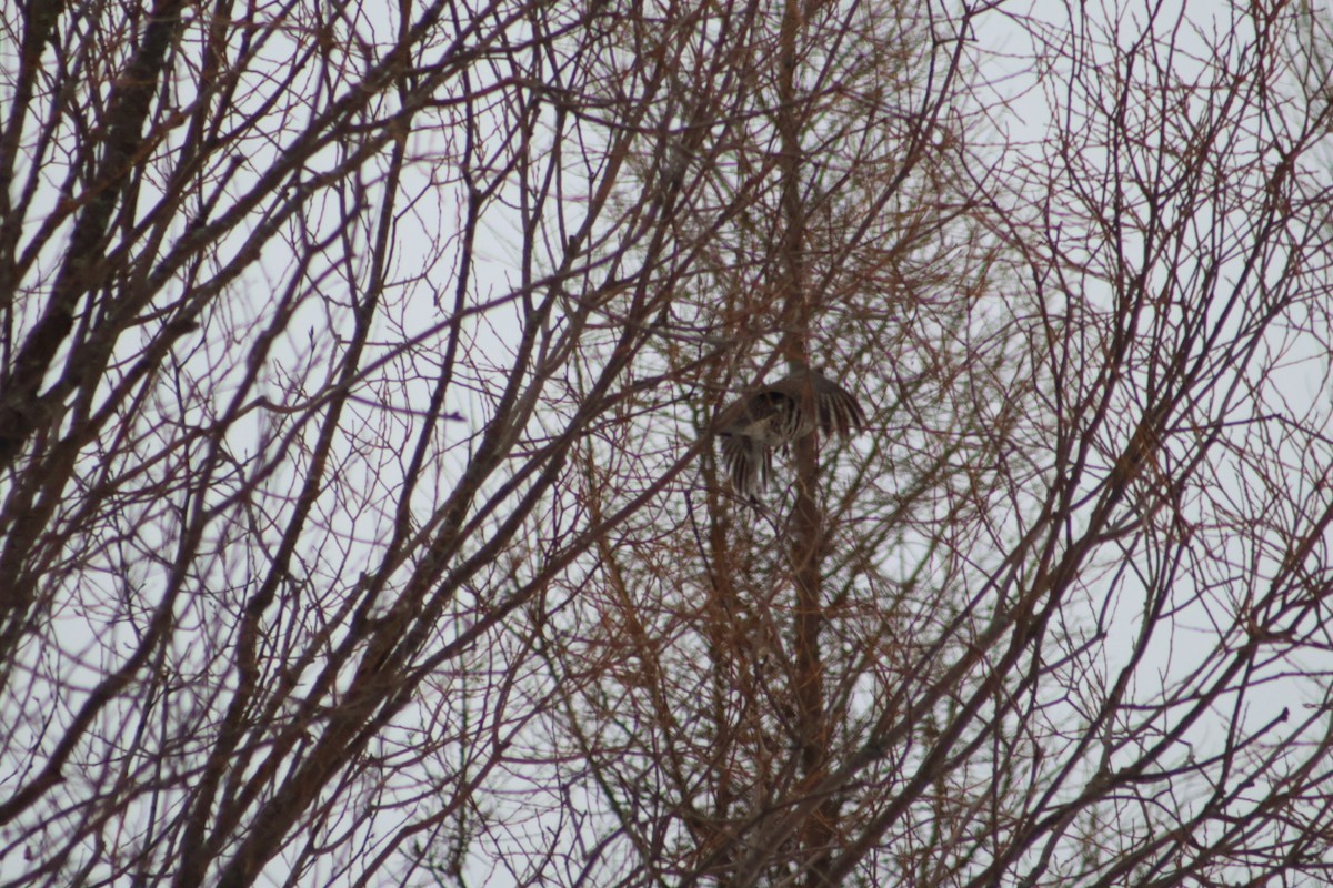 jeřábek kanadský - ML646613715