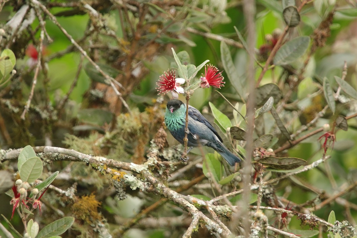 Black-capped Tanager - ML646613717