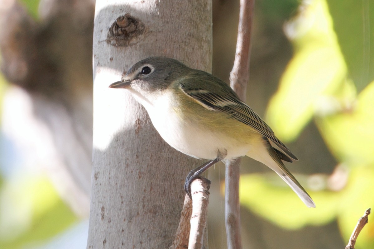 Vireo Solitario - ML646613718