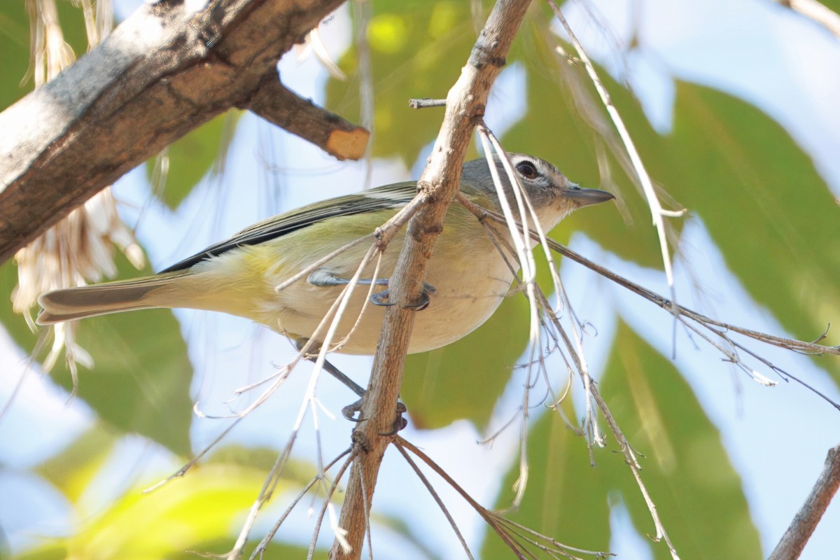 Vireo Solitario - ML646613721