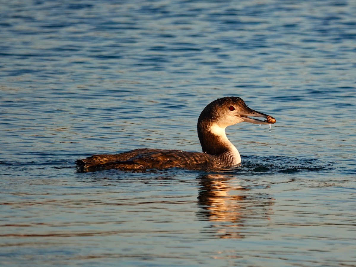 Plongeon huard - ML646613722