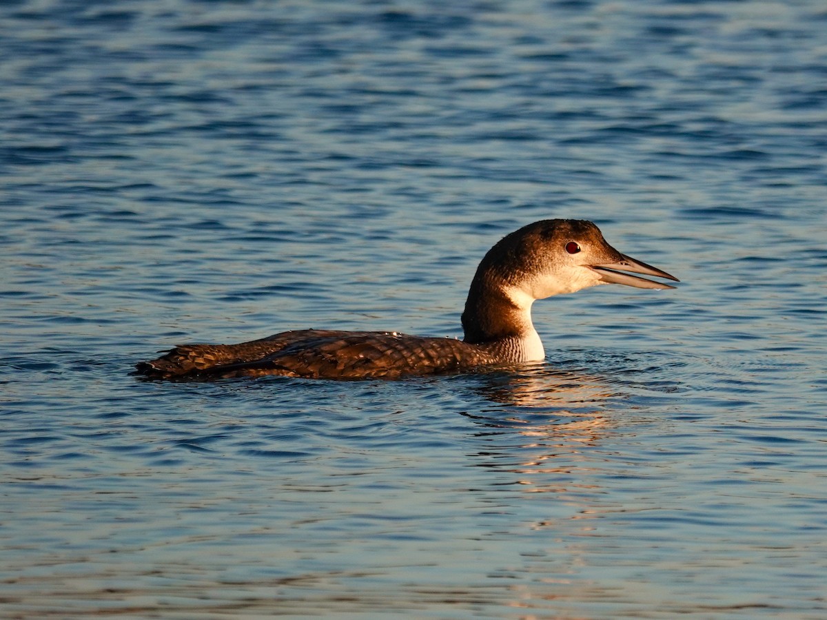 Plongeon huard - ML646613723