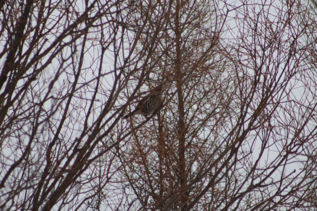 jeřábek kanadský - ML646613724