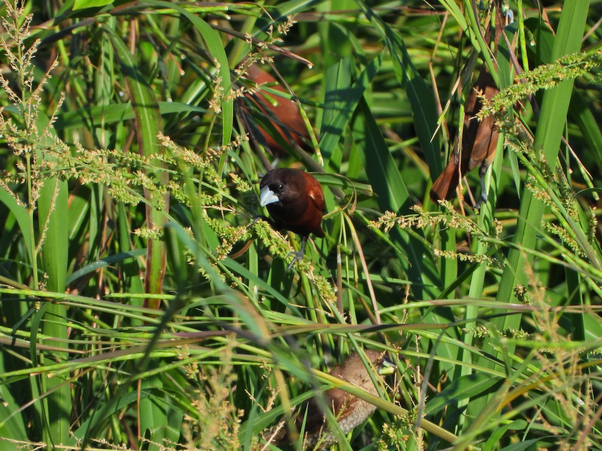 Capucin à tête noire - ML646613726