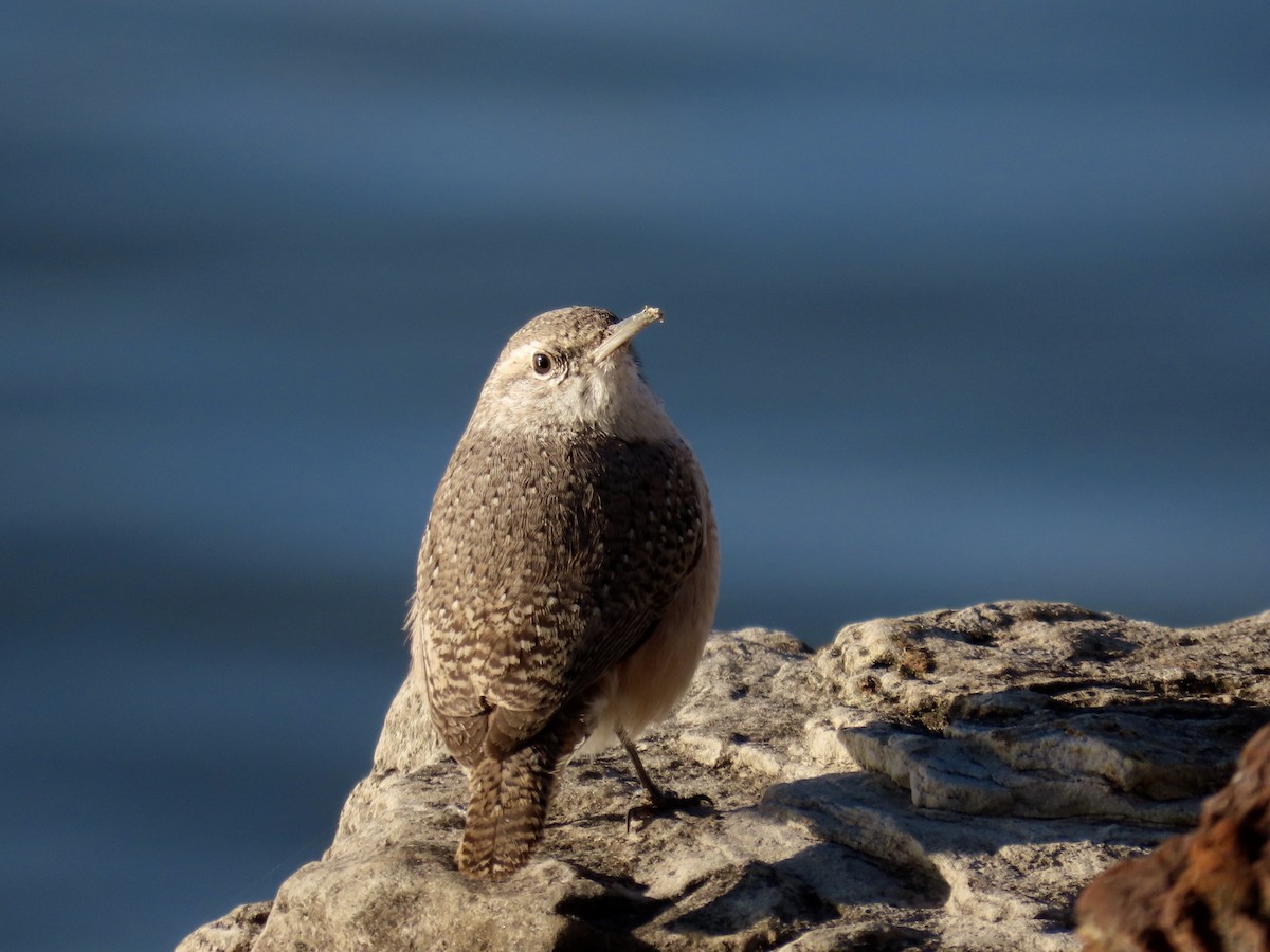 Rock Wren - ML646613727