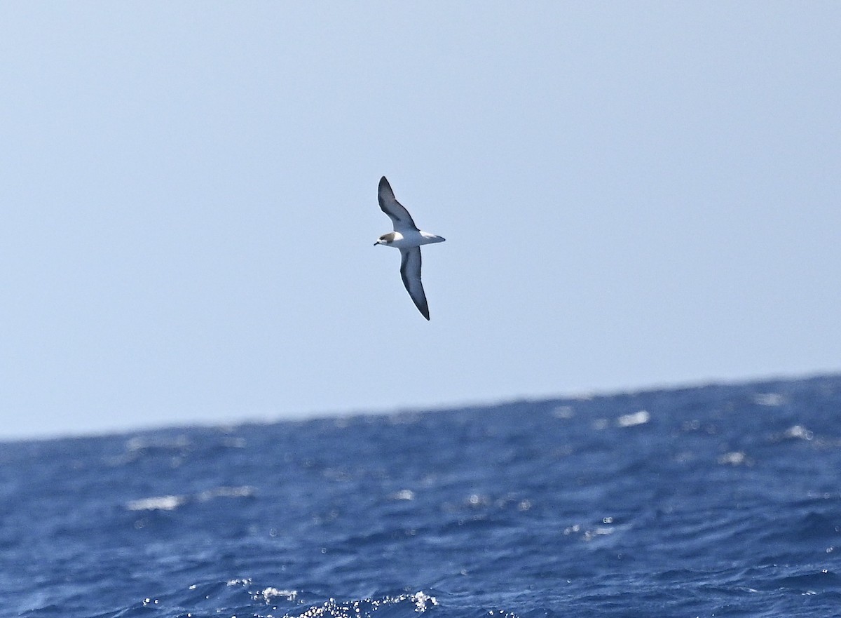Petrel Aliblanco - ML646613728