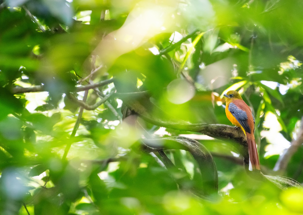 ヤマキヌバネドリ - ML646613729