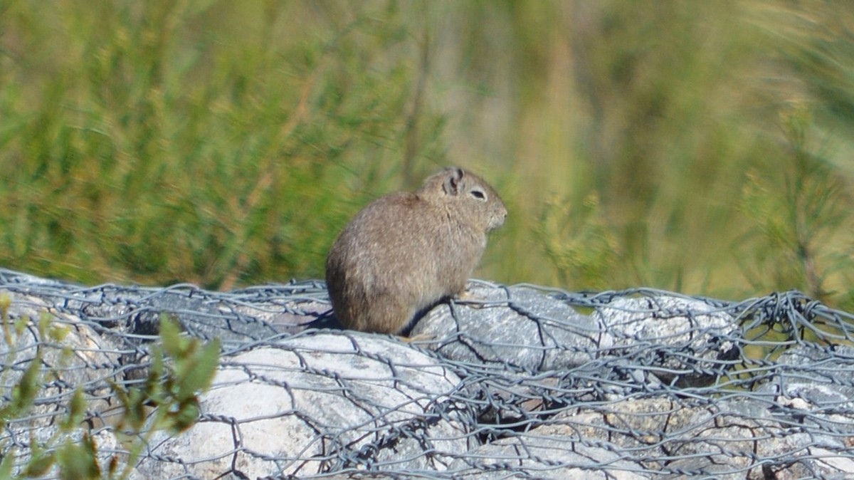 Mammiferi - ML646613730