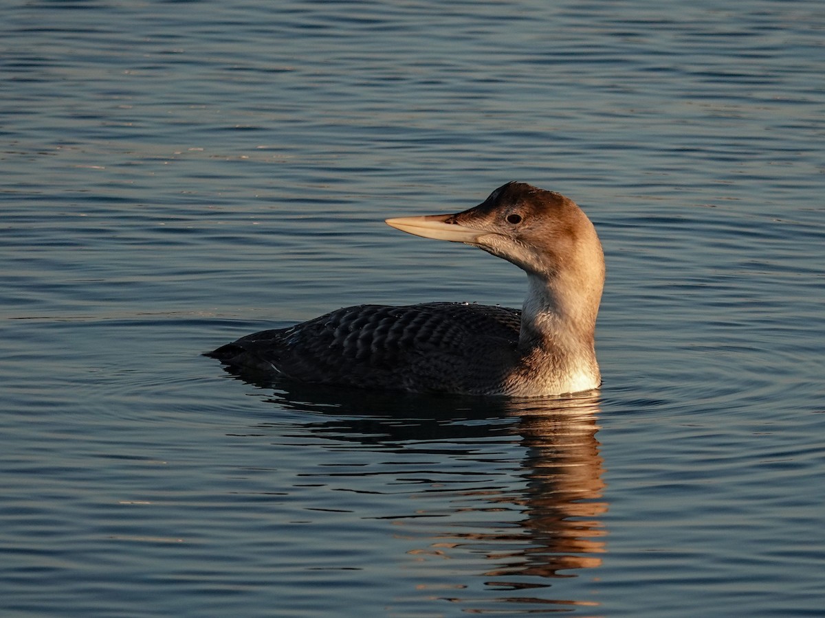 Plongeon à bec blanc - ML646613731