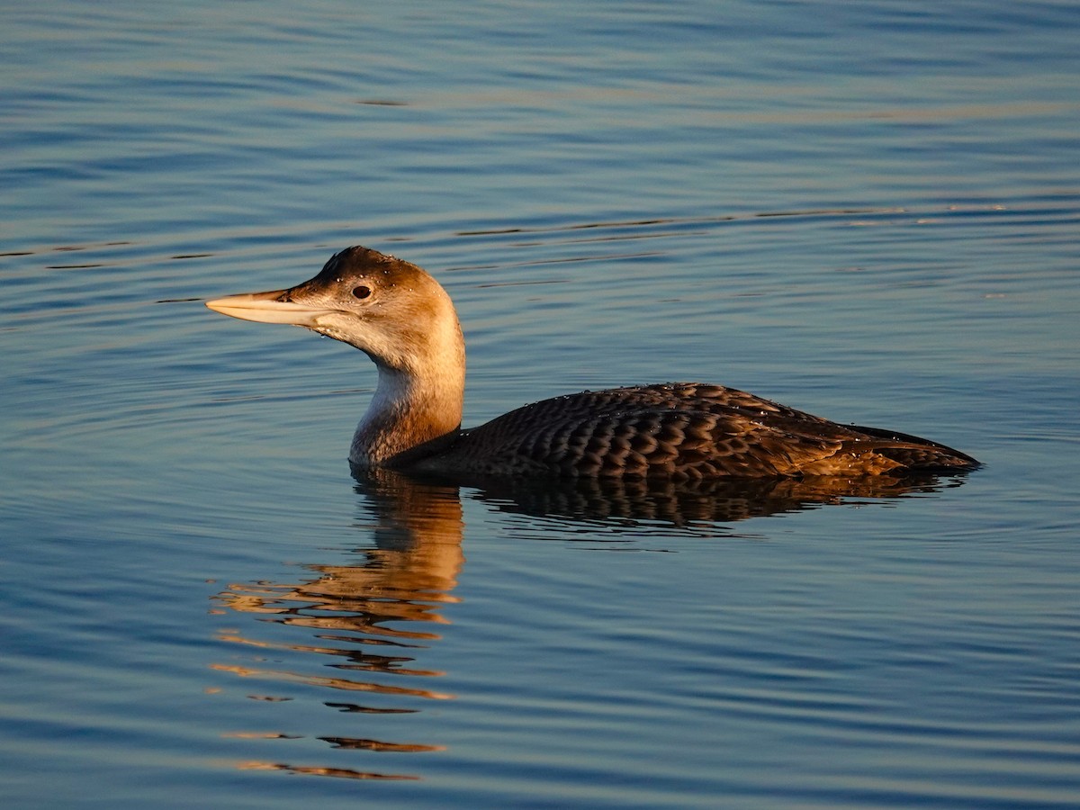 Plongeon à bec blanc - ML646613732