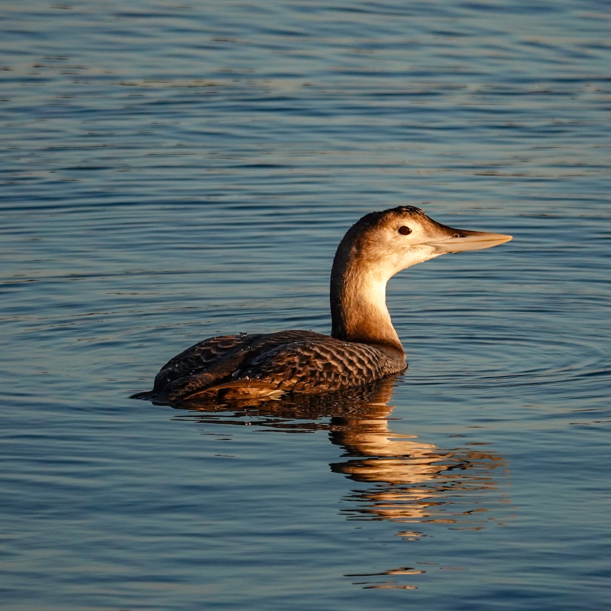 Plongeon à bec blanc - ML646613733