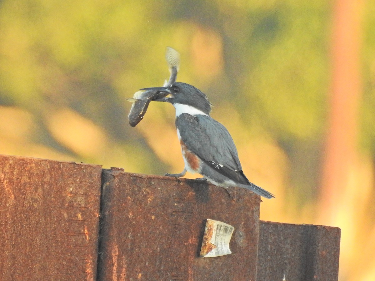 Belted Kingfisher - ML646613735