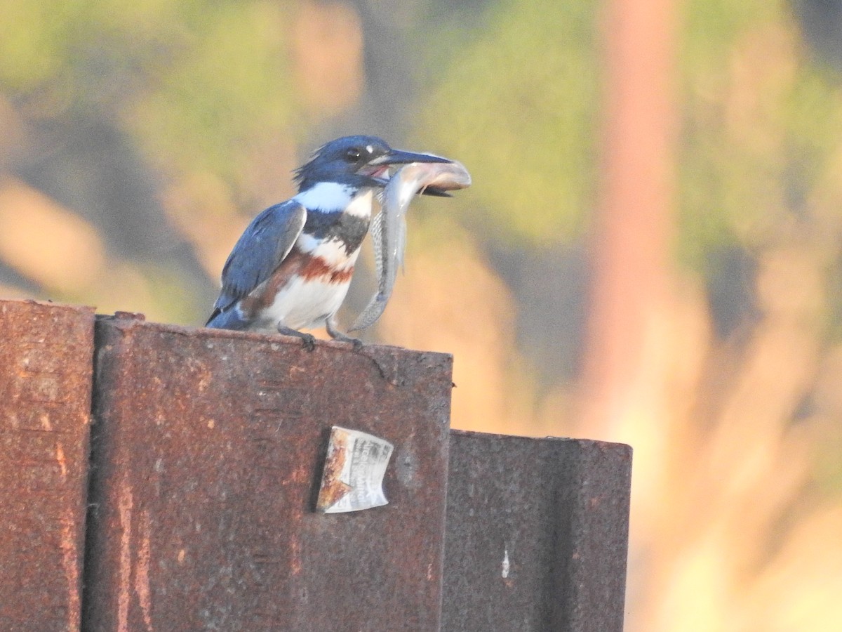 Belted Kingfisher - ML646613736