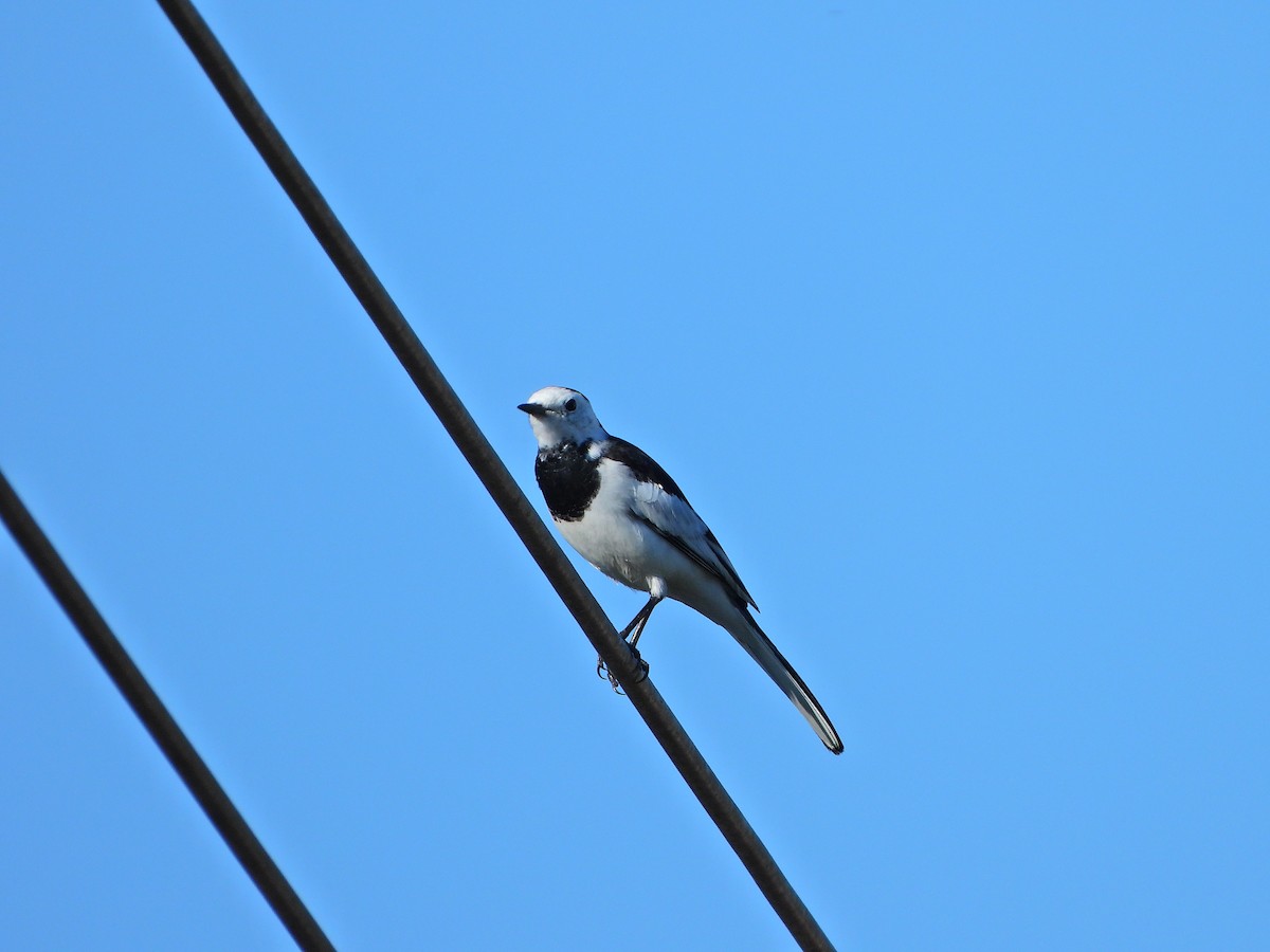 White Wagtail - ML646613737