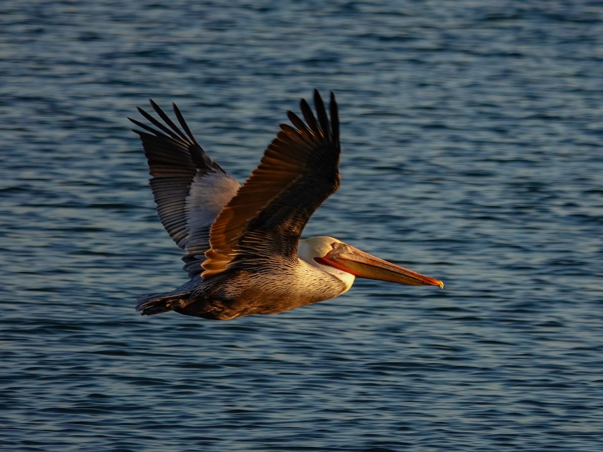 Pélican brun - ML646613738