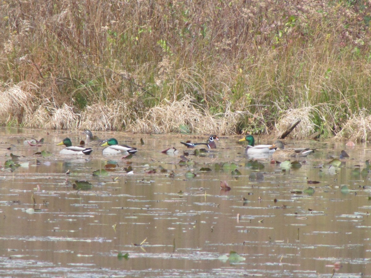 ברכיה - ML646613739