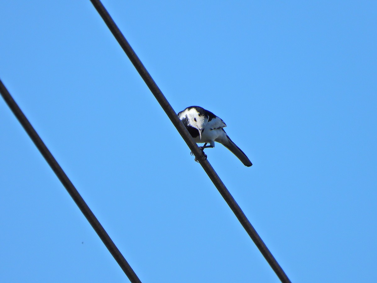White Wagtail - ML646613743