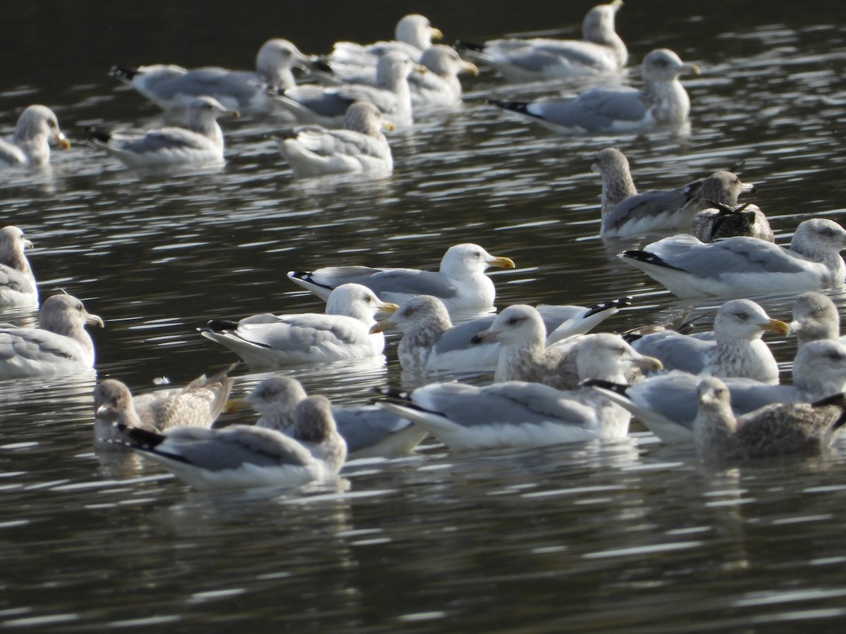 racek polární - ML646613744