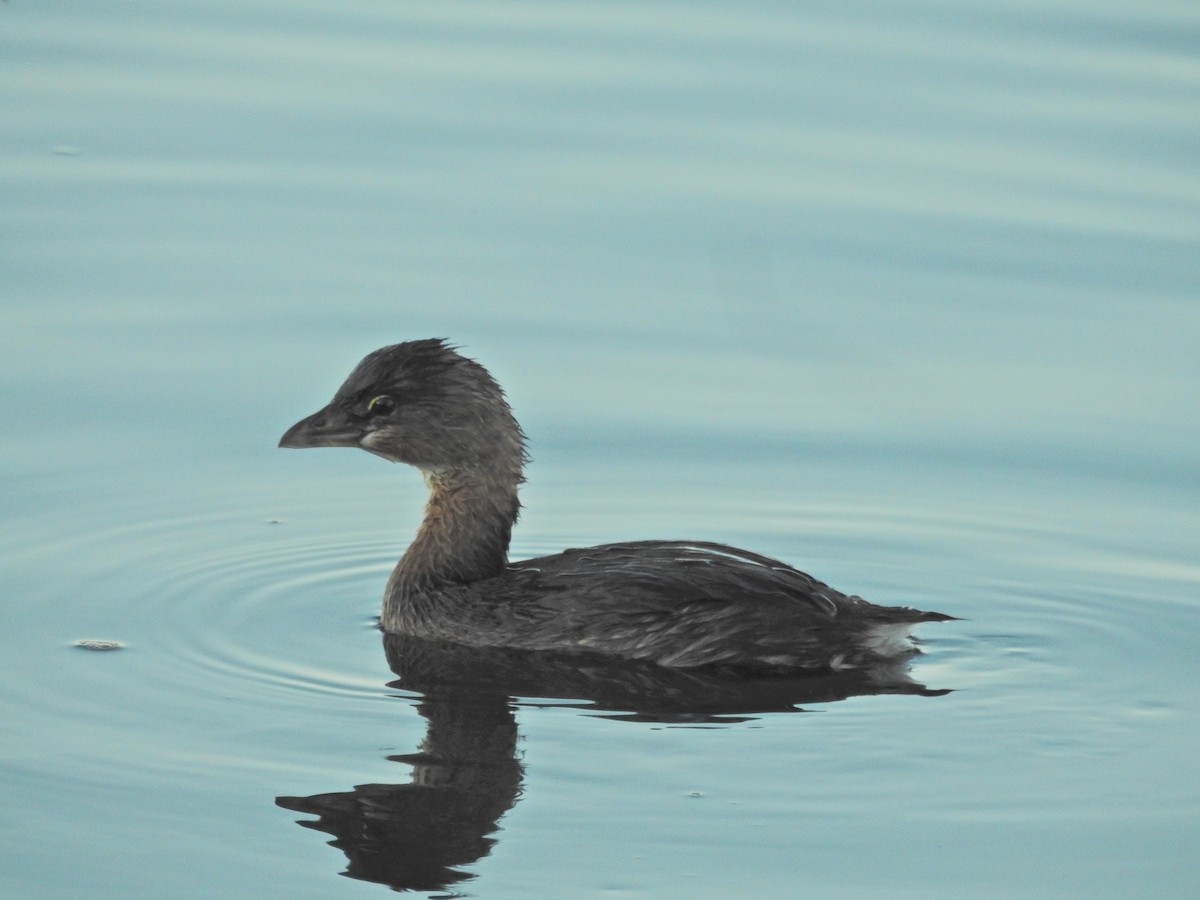Pied-billed Grebe - ML646613745