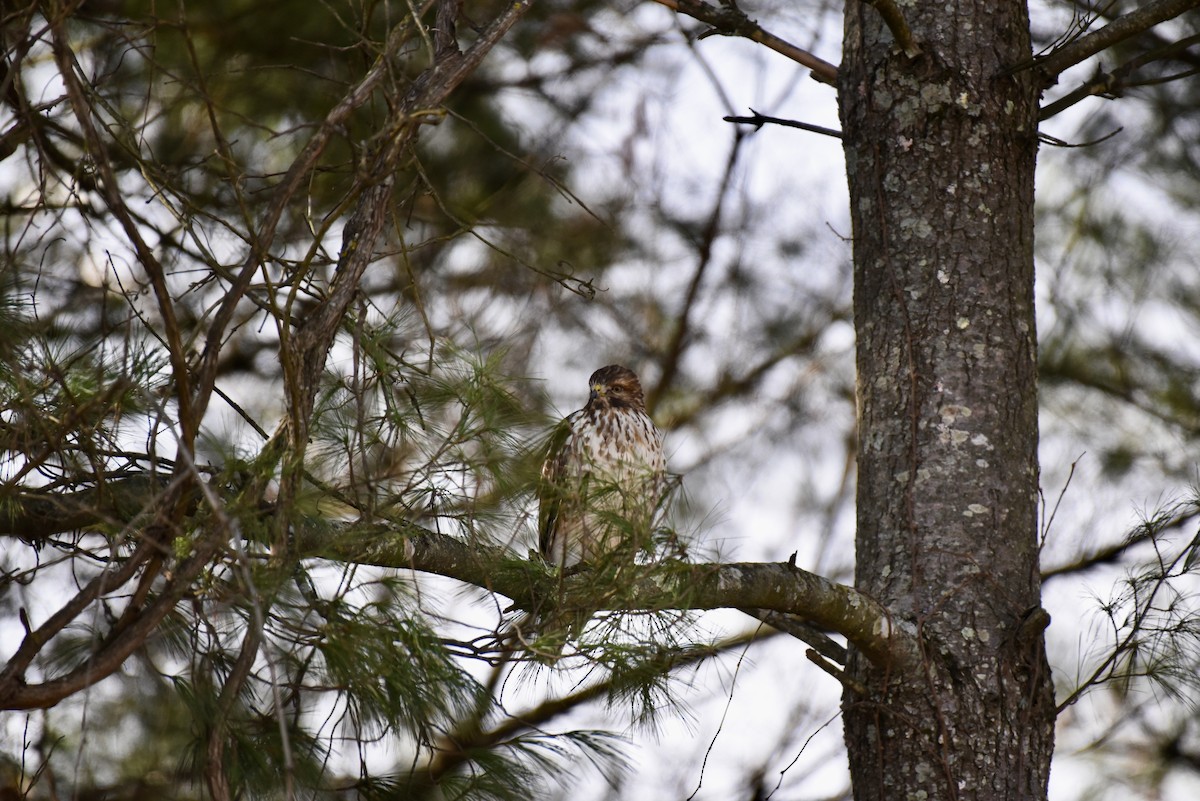 Канюк рудоплечий - ML646613746