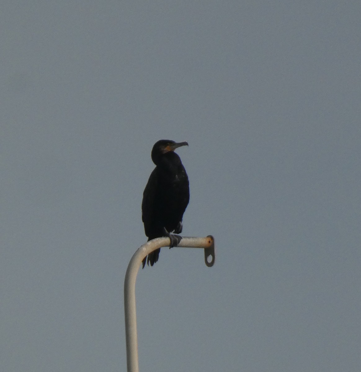 Cormorano - ML646613748