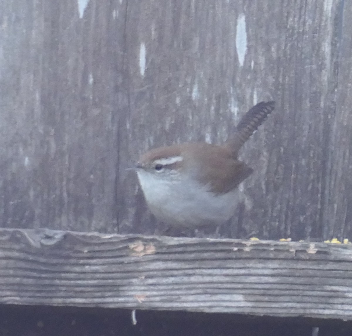 シロハラミソサザイ - ML646613749