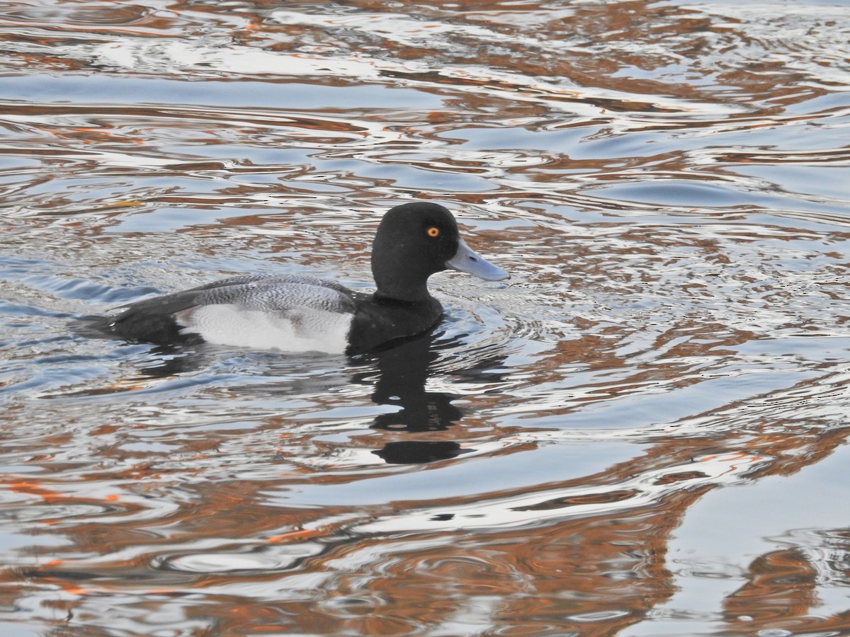 小斑背潛鴨 - ML646613750