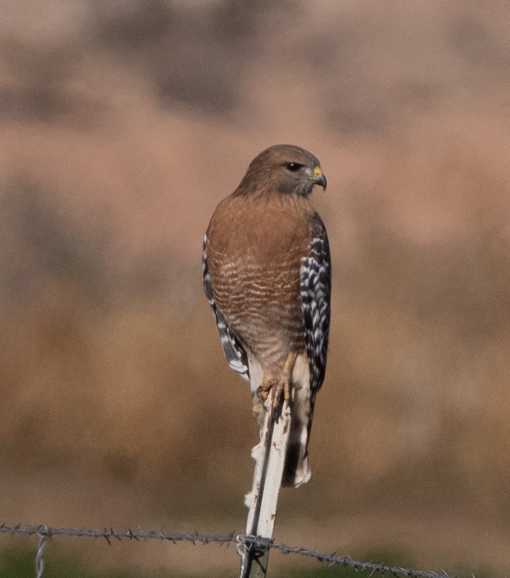 Red-shouldered Hawk - ML646613752