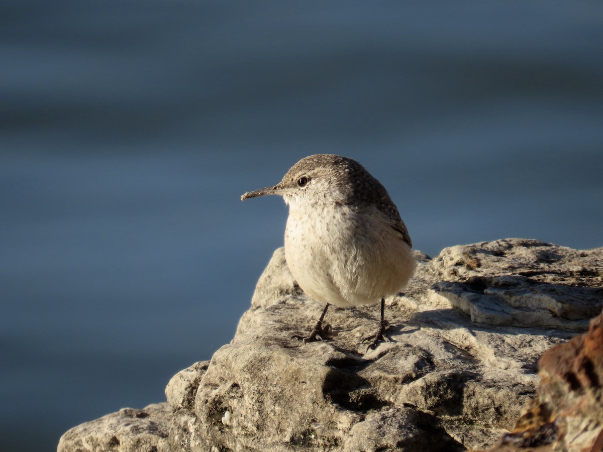 Rock Wren - ML646613755