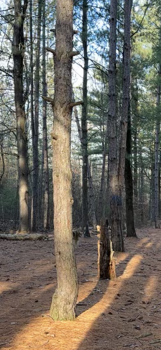 Coyote - ML646613757