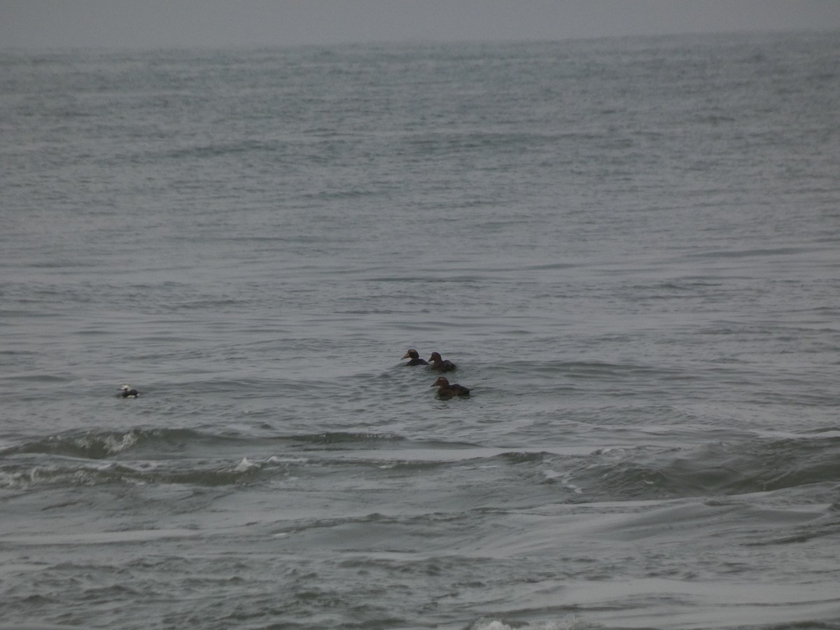 Edredone - ML646613760