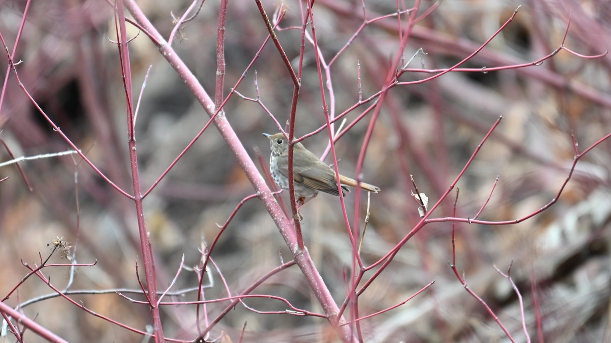 Tordo di Pallas - ML646613761