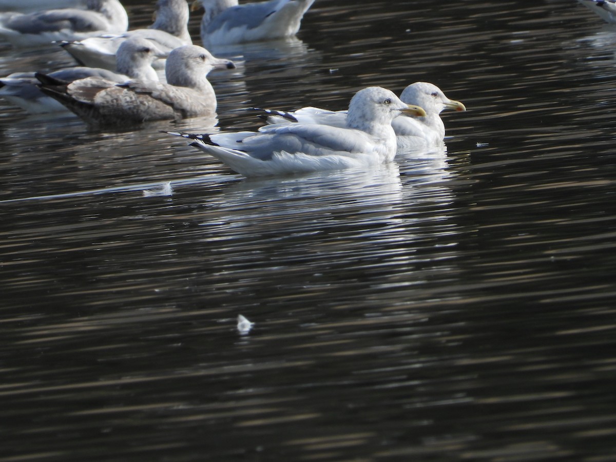 racek americký - ML646613763